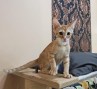 Oscar (1)